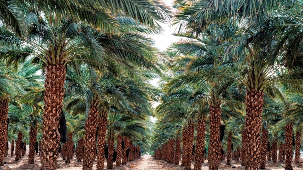 1920x1080 istock date grove a55ba9fb 9484 4309 a89b ed7befbb1f1b